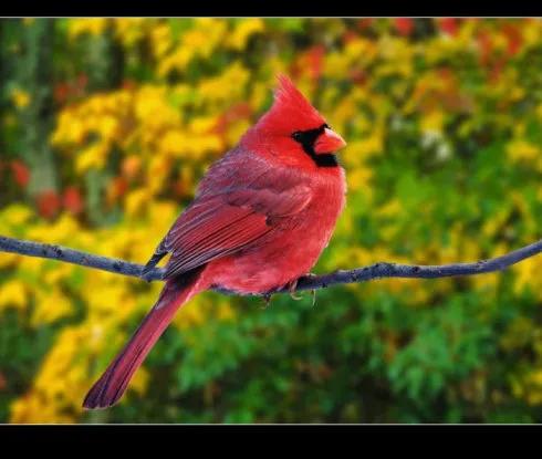 分享圖片：精美絕倫的鳥兒。顏色鮮豔，姿態優美，太招人喜歡了