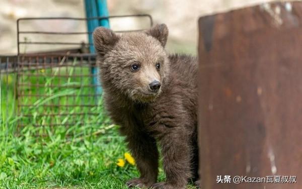 他撿了一隻小熊，以危險為名被帶走，辦護照蓋房子，就要給熊當爹