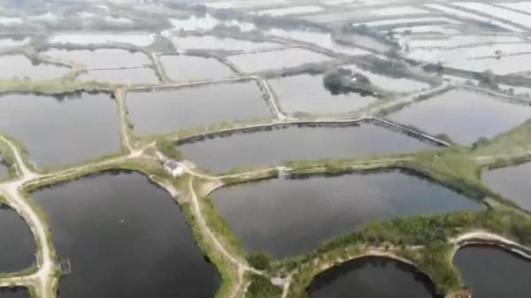 湖州大姐借錢開荒,靠養魚年收入7000萬,帶領周邊漁民共同致富 湖州大姐借錢開荒,靠養魚年收入7000萬,帶領周邊漁民共同致富