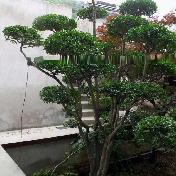 家裡種什麼樹好?專家:種上2種香樹,不僅清神、還能防蟲呢 家裡種什麼樹好?專家:種上2種香樹,不僅清神、還能防蟲呢