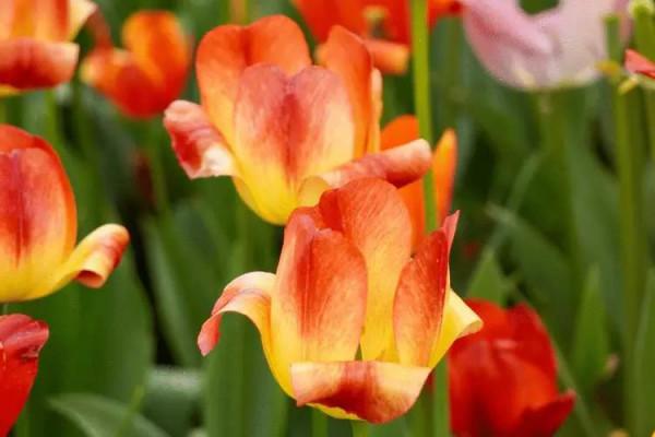 「隨筆」永遠的祝福