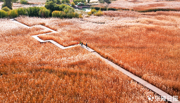 實拍！這片絕美秋色讓人大飽眼福，是秋天最美的顏值