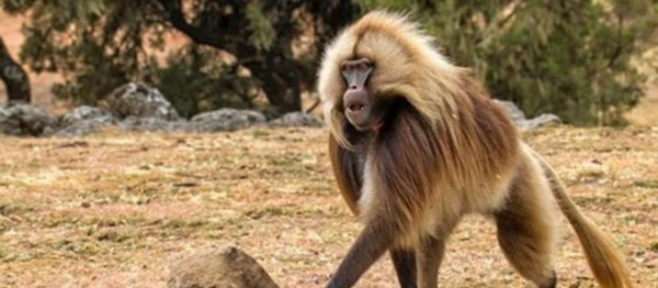 1984年,美國母親為給初生女兒續命,冒險移植狒狒心臟,最後怎樣了? 1984年,美國母親為給初生女兒續命,冒險移植狒狒心臟,最後怎樣了?