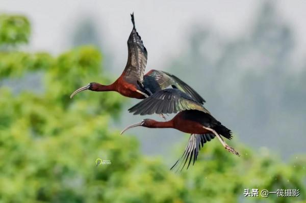 鳥兒美成雙。杭州翁劍敏/攝影 鳥兒美成雙。杭州翁劍敏/攝影