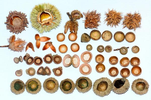 奇妙的橡子家族