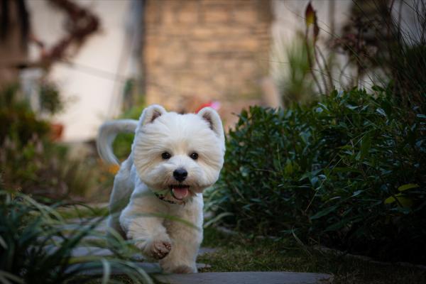 想養狗,別錯過“西高地白梗”,太讓人喜歡了 想養狗,別錯過“西高地白梗”,太讓人喜歡了