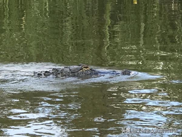 新奧爾良：看鱷魚，吃鱷魚