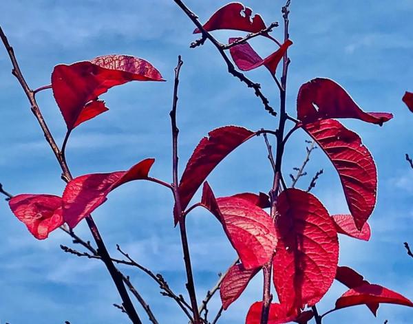 七律. 養生羹美重和調