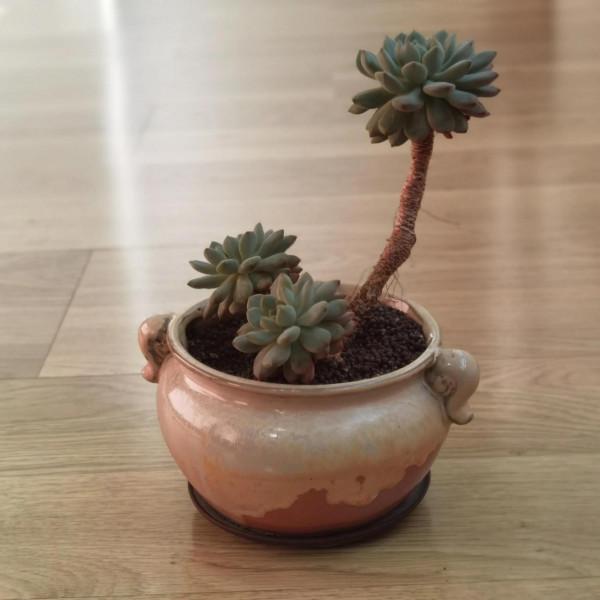 曬曬家裡的小綠植