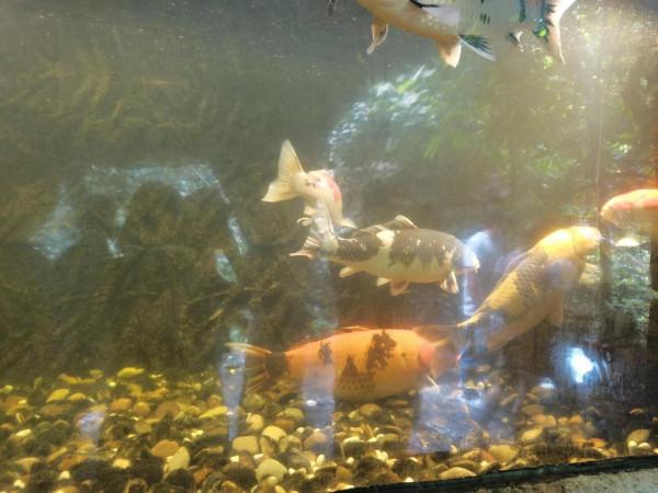 清遠古龍峽漂流記--一次就夠了，老了玩不動了