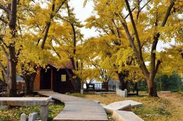 千萬別與秋天的姑蘇比美!楓葉漫山,銀杏紛飛,一步一景美成了詩 千萬別與秋天的姑蘇比美!楓葉漫山,銀杏紛飛,一步一景美成了詩