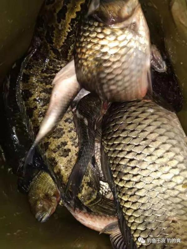 深秋只有這幾種天氣最適合釣魚，錯過了就可惜了