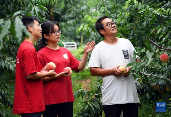 “駐村大學生”忙碌在“未來果園”