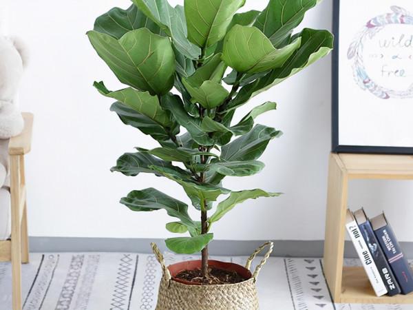 室內養花有講究，不同的花卉要擺放在不同的區域，擺錯了很難養好