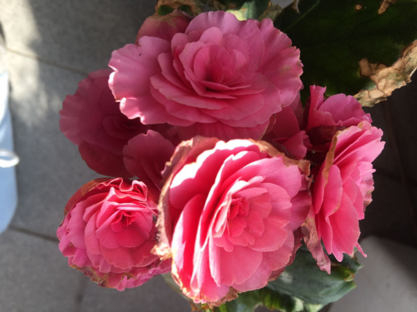 上至皇家園林,下至農家庭院,都會栽種“玉堂富貴”,你瞭解嗎 上至皇家園林,下至農家庭院,都會栽種“玉堂富貴”,你瞭解嗎