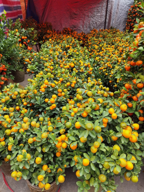 春節，來逛廣東花市嗎？丨花顏鳥語