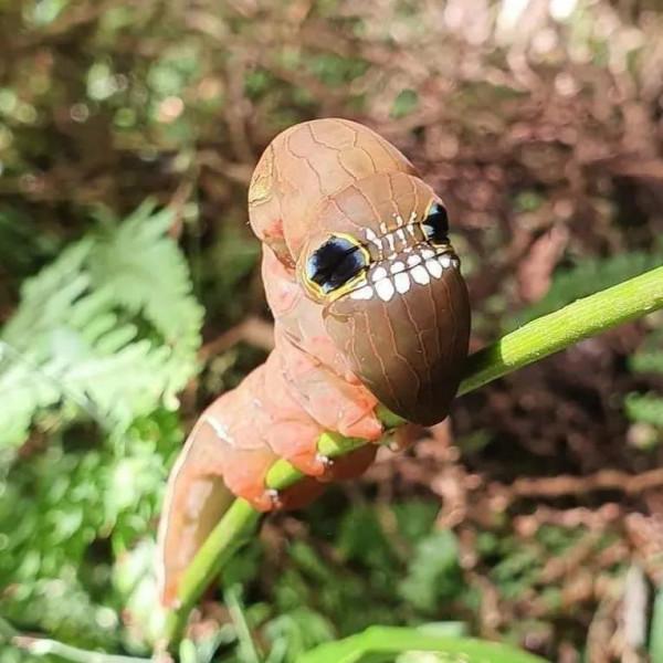 澳洲的骷髏戰士