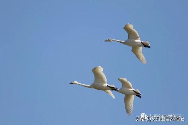 半天三地，小天鵝、白腹鶇、斑背潛鴨完美的一天