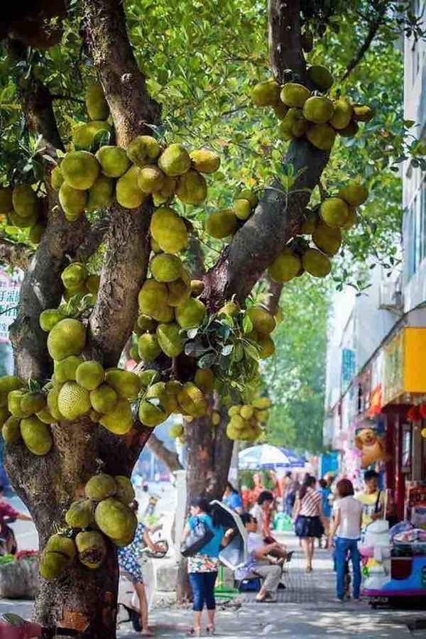 榴蓮還是菠蘿蜜? 榴蓮還是菠蘿蜜?