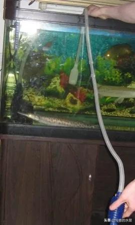 水草缸水體渾濁？原因在這。魚缸造景入門十五：水體渾濁原因