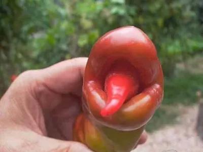 大自然真是無奇不有啊!快來看看畸形的果蔬吧 大自然真是無奇不有啊!快來看看畸形的果蔬吧