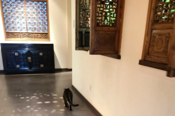 貓不可貌相 腿不可斗量 貓不可貌相 腿不可斗量