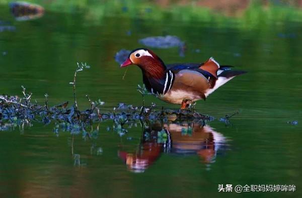 分享&mdash;&mdash;珍貴的稀有鳥類