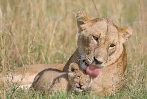世上只有媽媽好，熊貓寶寶在媽媽懷裡撒嬌，鸚鵡寶寶看起來好乖
