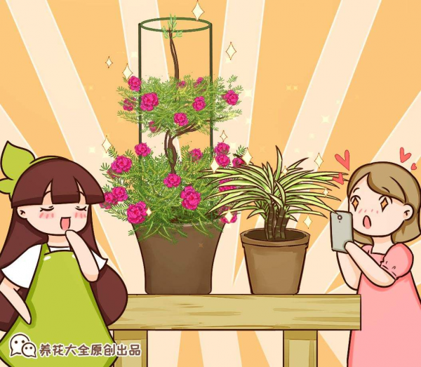 買花也有“潛規則”，教你正確買花，新手小白不容易被騙