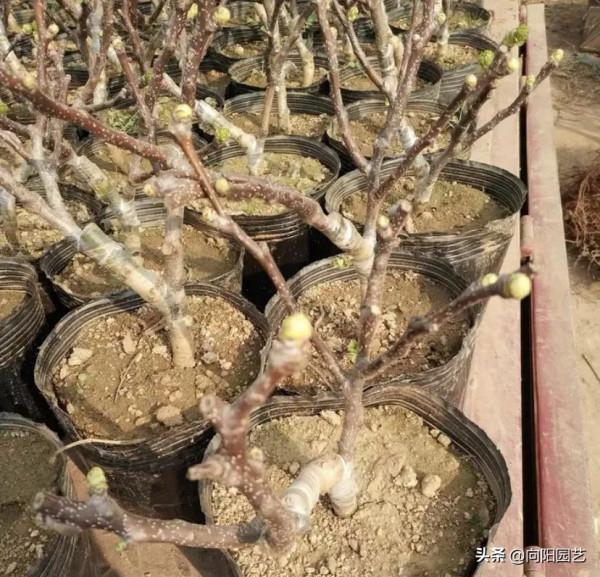 6種果樹，可以種在花盆裡，養在露臺上，實現“水果自由”