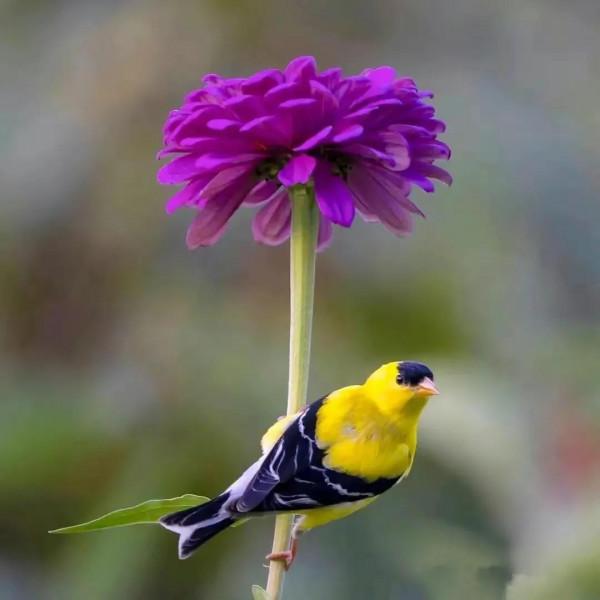 分享圖片&mdash;&mdash;美麗彩色小鳥集錦