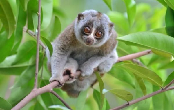 遇見以下5種動物撒腿就跑，否則有致命危險