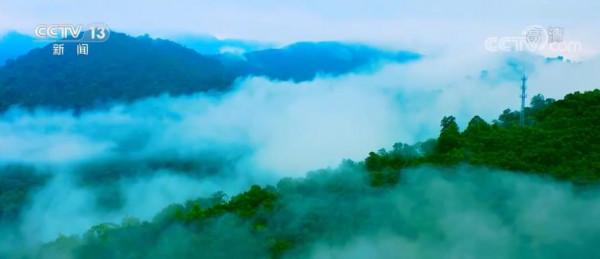 西雙版納熱帶雨林是地球同一緯度唯一綠洲 每一株植物用生命詮釋生機和活力