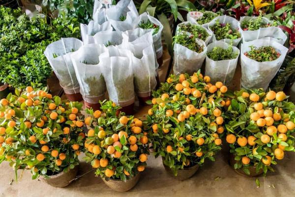 才發現這3種花怕冷,溫度低時扣個帽子,那叫一個美,給大家瞧瞧 才發現這3種花怕冷,溫度低時扣個帽子,那叫一個美,給大家瞧瞧