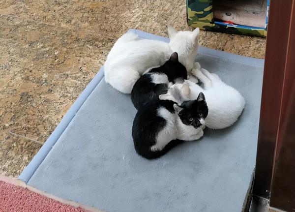 流浪母貓帶著3個孩子，主動上門求收養：求求你別趕我們走