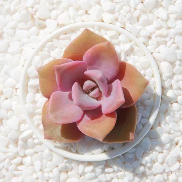 神奇的大自然之多肉植物！竟然很多都沒見過！太神奇了！（下）