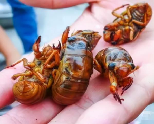 過年吃知了猴的禁忌，你知道嗎？不妨提前瞭解一下