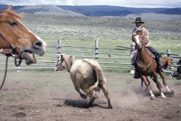 馬媽媽怒瞪屠夫,咬斷繩索救出小馬駒 馬媽媽怒瞪屠夫,咬斷繩索救出小馬駒