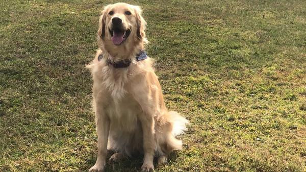 狗到底有多聰明?平均能聽懂89個單詞,相當於18個月大嬰兒 狗到底有多聰明?平均能聽懂89個單詞,相當於18個月大嬰兒