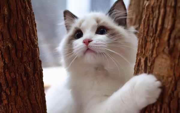 貓咪抗凍排行榜：最“不怕冷”的6種貓，不用擔心它們被凍著