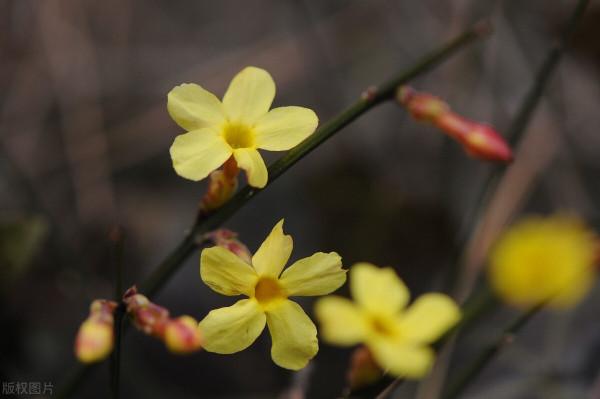 秋天遇到8種花,該出手時就出手,猶豫不決容易壞事 秋天遇到8種花,該出手時就出手,猶豫不決容易壞事