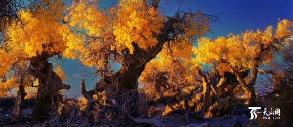 這裡是新疆 | 新疆胡楊林風景集錦