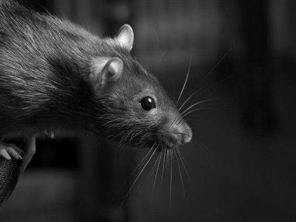 1967年廣州機場，一英國老外帶2只老鼠出境，差點盜走原子彈機密