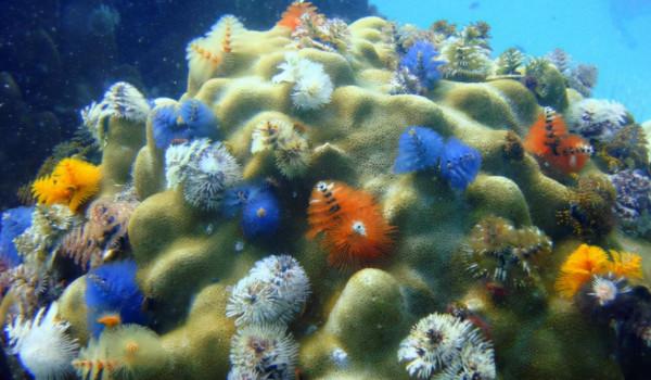 66張圖片帶你看看，那些有著驚豔“顏值”的動物