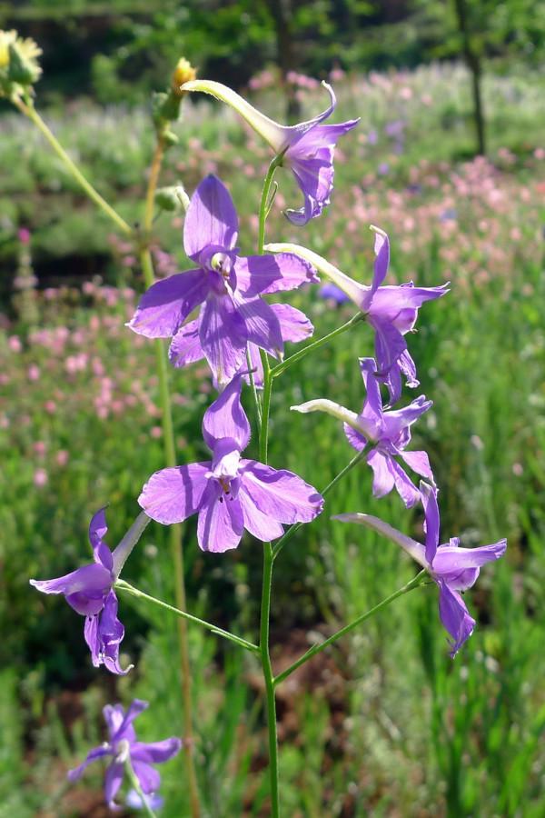 越漂亮的花越“有毒”！快來認識這12種大毒花，漲“知識”不吃虧