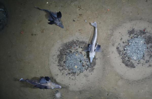 20多年後，有“手”的魚再次被發現，專家：第六次大滅絕或已開始