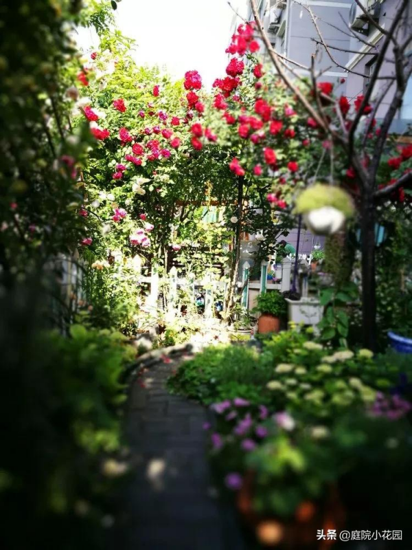 這樣的小院就是我夢想中的花園