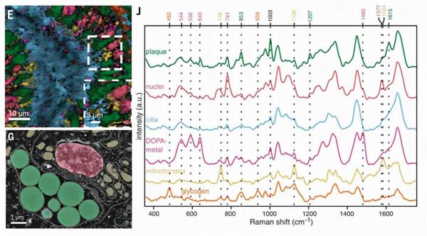 玩轉配位化學與微流控合成的另類“大師”