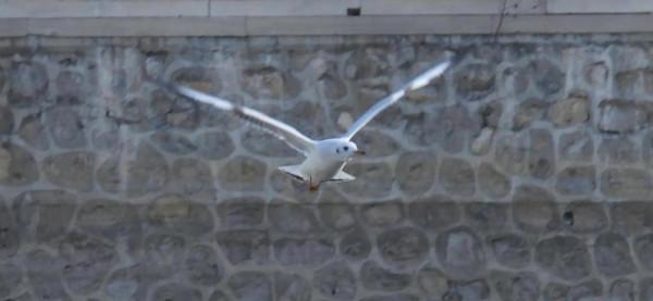 冀州區魚市北河上上演著一場精彩的表演