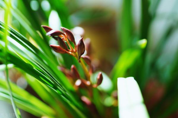 建蘭還不長花苞？催花方法教給你，爆盆變得很簡單